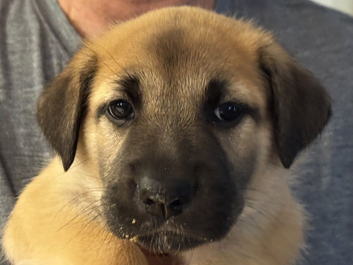 chinook puppy